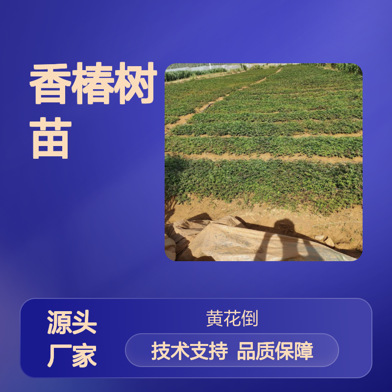 香椿树苗 温室栽培 高产优选 适应性强 种植技术