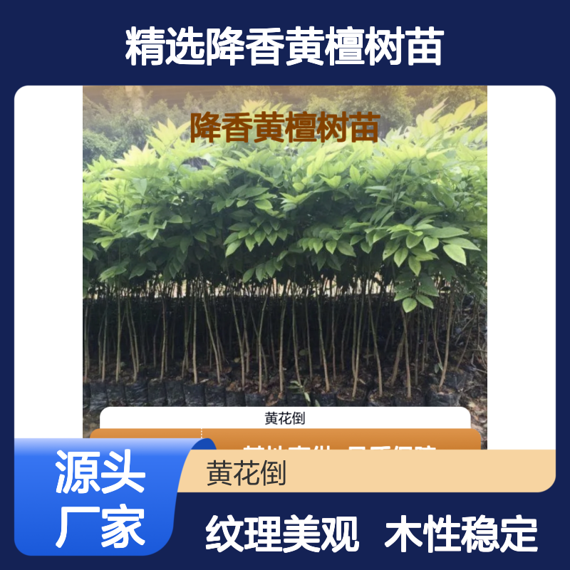 精选降香黄檀树苗 家具优选材料 木性稳定 细腻光滑