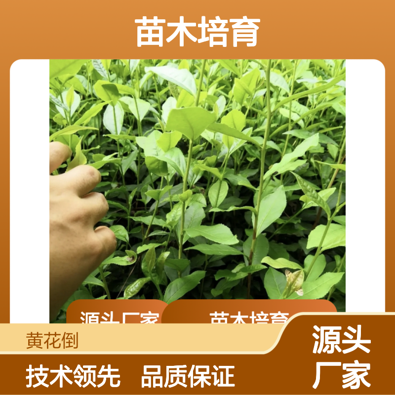 农户直供金骏眉茶小杯苗 全程技术指导十几年苗木培育经验