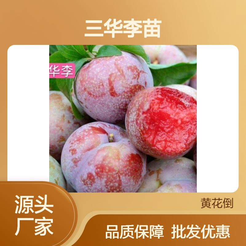 三华李苗 百亩种植园直供 批发基地 管理简便 产量丰富