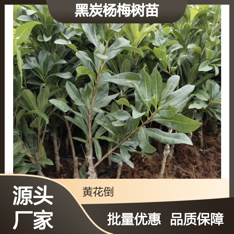 黑炭杨梅树苗 优质果树苗木 批量供应 生长旺盛