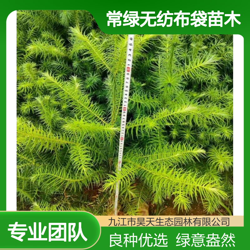 良种杉木苗H60-100公分 观叶常绿无纺布袋苗木 长江流域种植优选