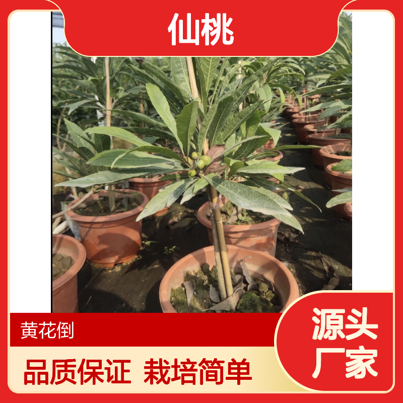 正宗耀堂仙桃苗 高效栽培品种 果实硕大 口感甜美