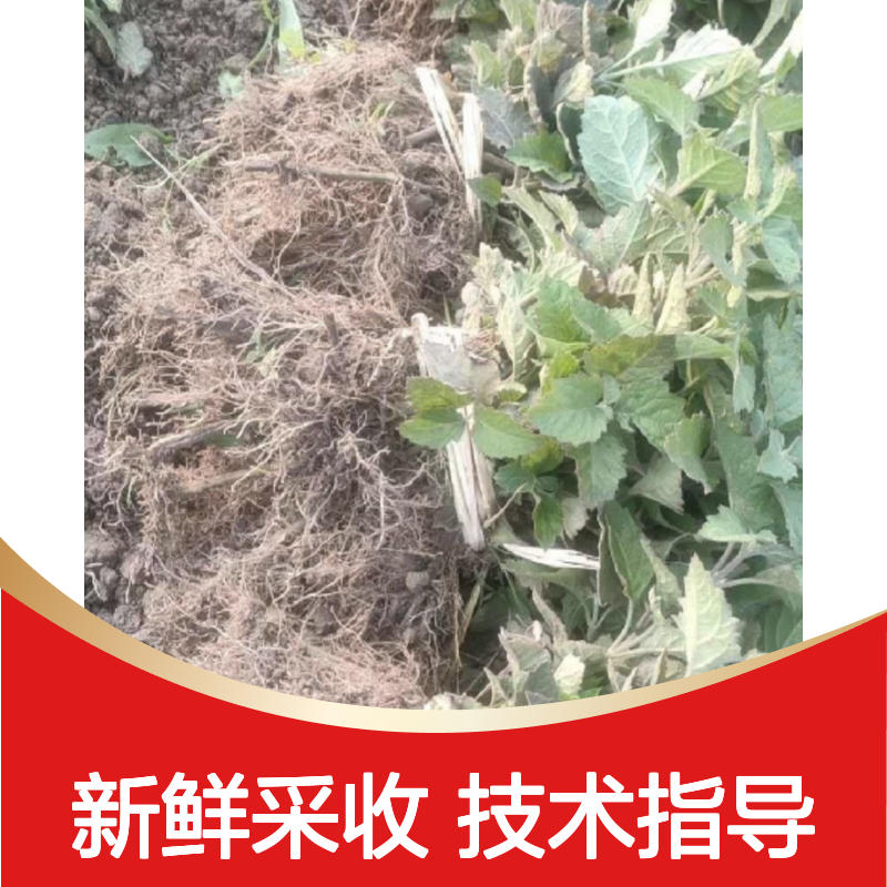 新采收当年猫把种子 苗木合作社自营免费技术指导