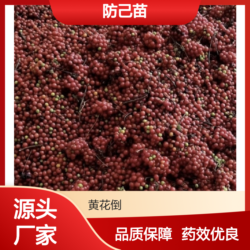 粉防己苗 园林植物 常绿灌木 生长旺盛 管理简单
