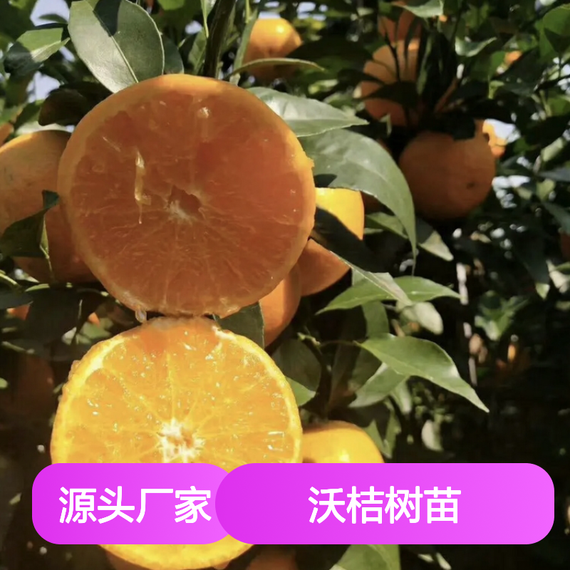 沃桔种植基地 优质沃桔树苗 批发供应 长势旺盛