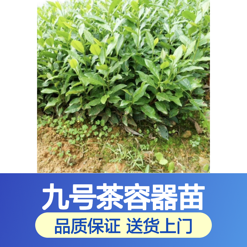 自产自销福选九号茶容器苗 购买数量达到要求全国专线车直达送货
