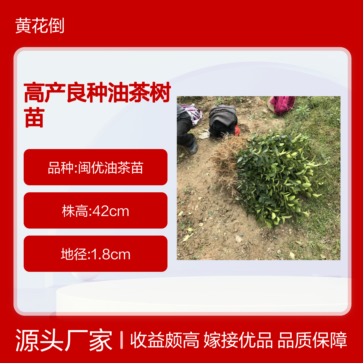 高产良种油茶树苗 嫁接苗果大皮薄 营养丰富 耐寒性强