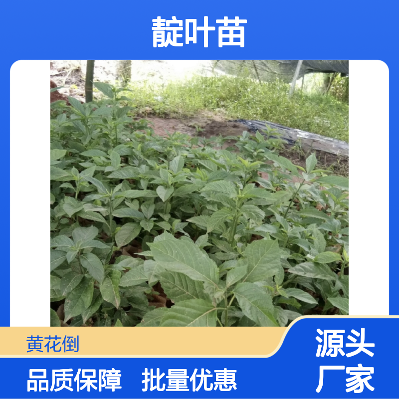 精选靛叶苗 主产区大量批发供应 易于管理 栽培简单