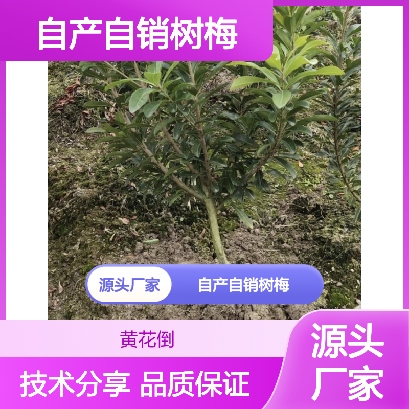 自产自销树梅直生树苗 苗圃产地直供品质保证种植技术分享