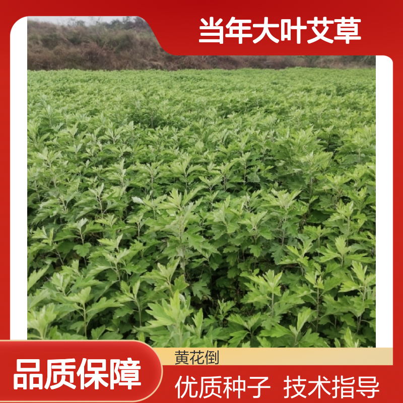 新采收当年大叶艾草种子 苗木合作社自营免费技术指导