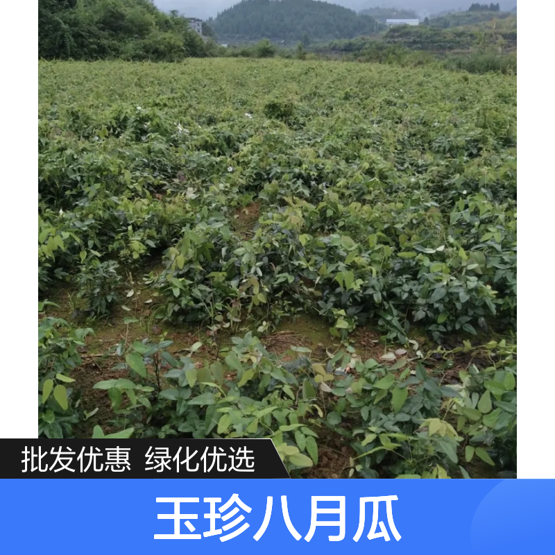 玉珍八月瓜 果树苗批发 四季常绿 垂吊装饰 观叶赏花