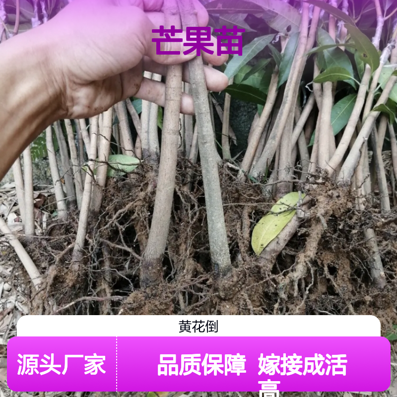台农芒果苗 批发供应 百亩主产区 品种纯正 栽培简单