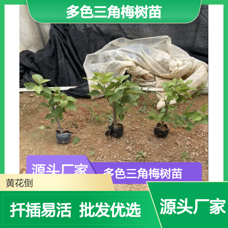 多色三角梅树苗 基地直供 批发优选 扦插易活 生长迅速