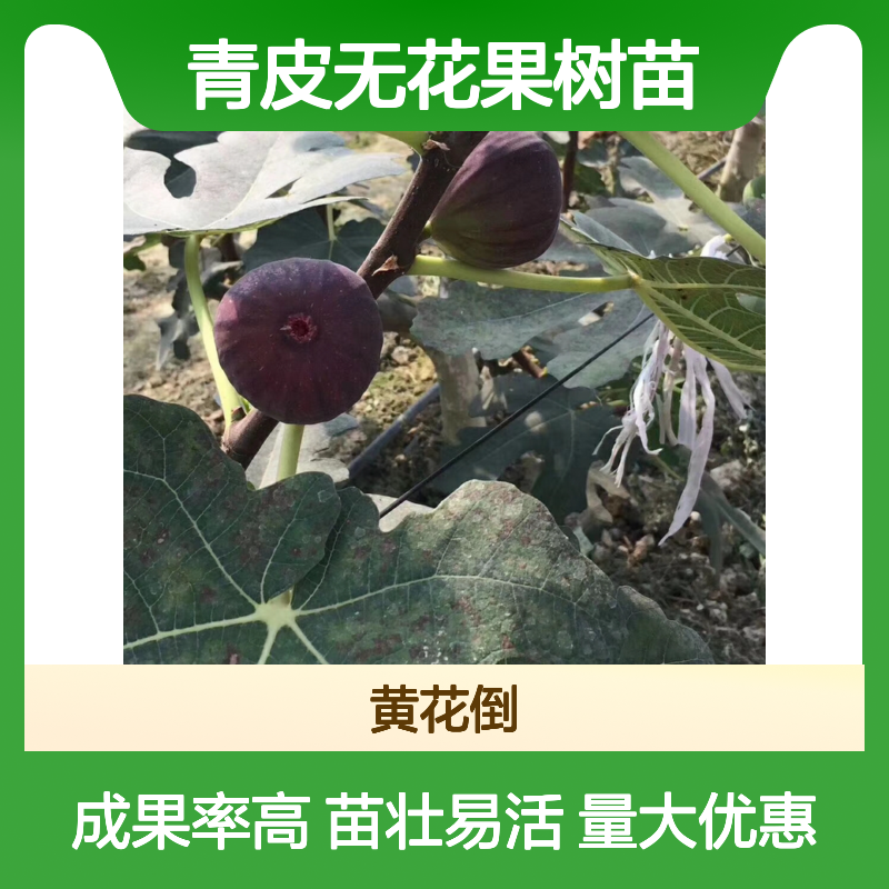 青皮无花果树苗 扦插繁殖 易成活 生长迅速 观赏性强