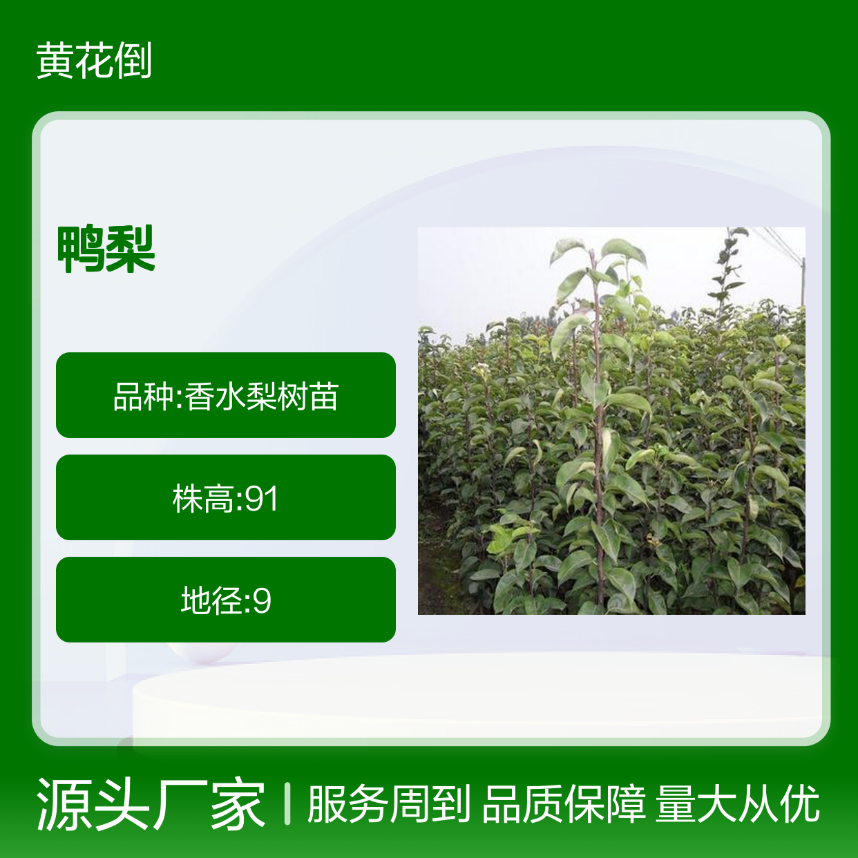 鸭梨苗木批发 种植技术成熟品质优良 味美汁多
