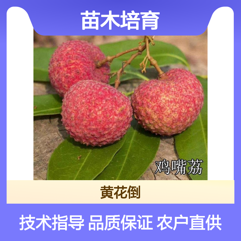 农户直供无核荔枝直生苗 全程技术指导 十几年苗木培育经验