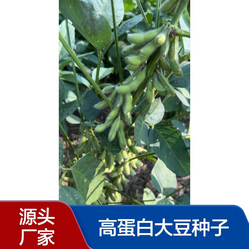 中黄306：高蛋白大豆种子抗性好早熟耐高温，双国审高产稳产