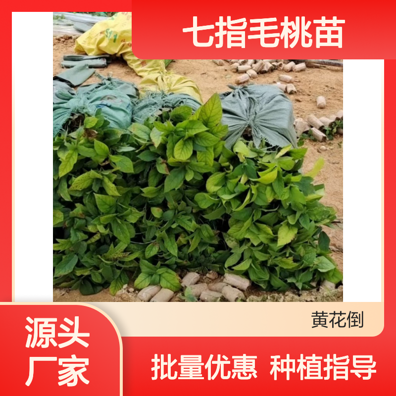 七指毛桃苗 百亩种植 批发优选 基地直供 易于管理