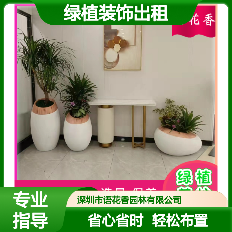 绿植装饰出租服务 滴水观音蝴蝶兰盆栽 每周专业养护