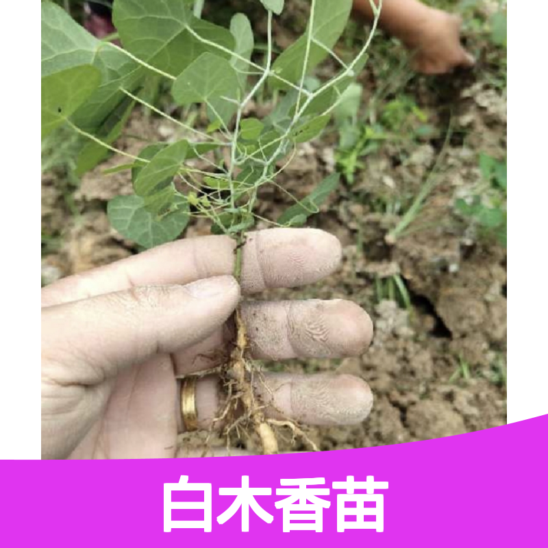 白木香苗 常绿灌木 种植基地直供 生长旺盛 适应性强