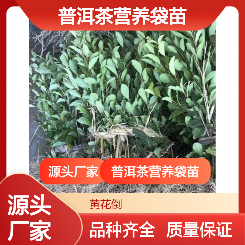 产地直供普洱茶营养袋苗 品种齐全质量保证根系发达种植好管理
