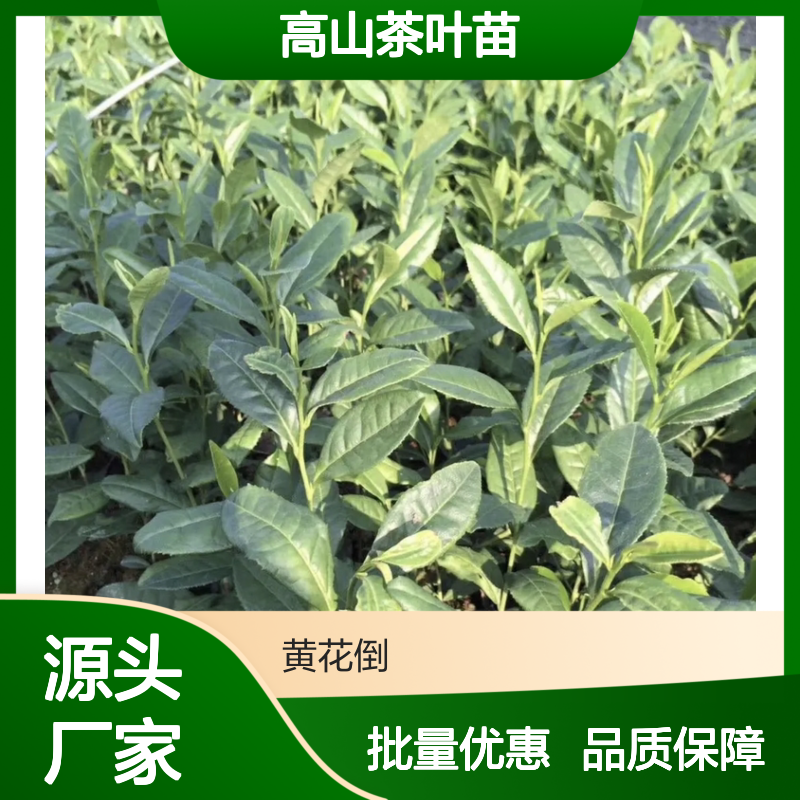 高山茶叶苗 批发常绿灌木园林植物 品质优良 易于养护
