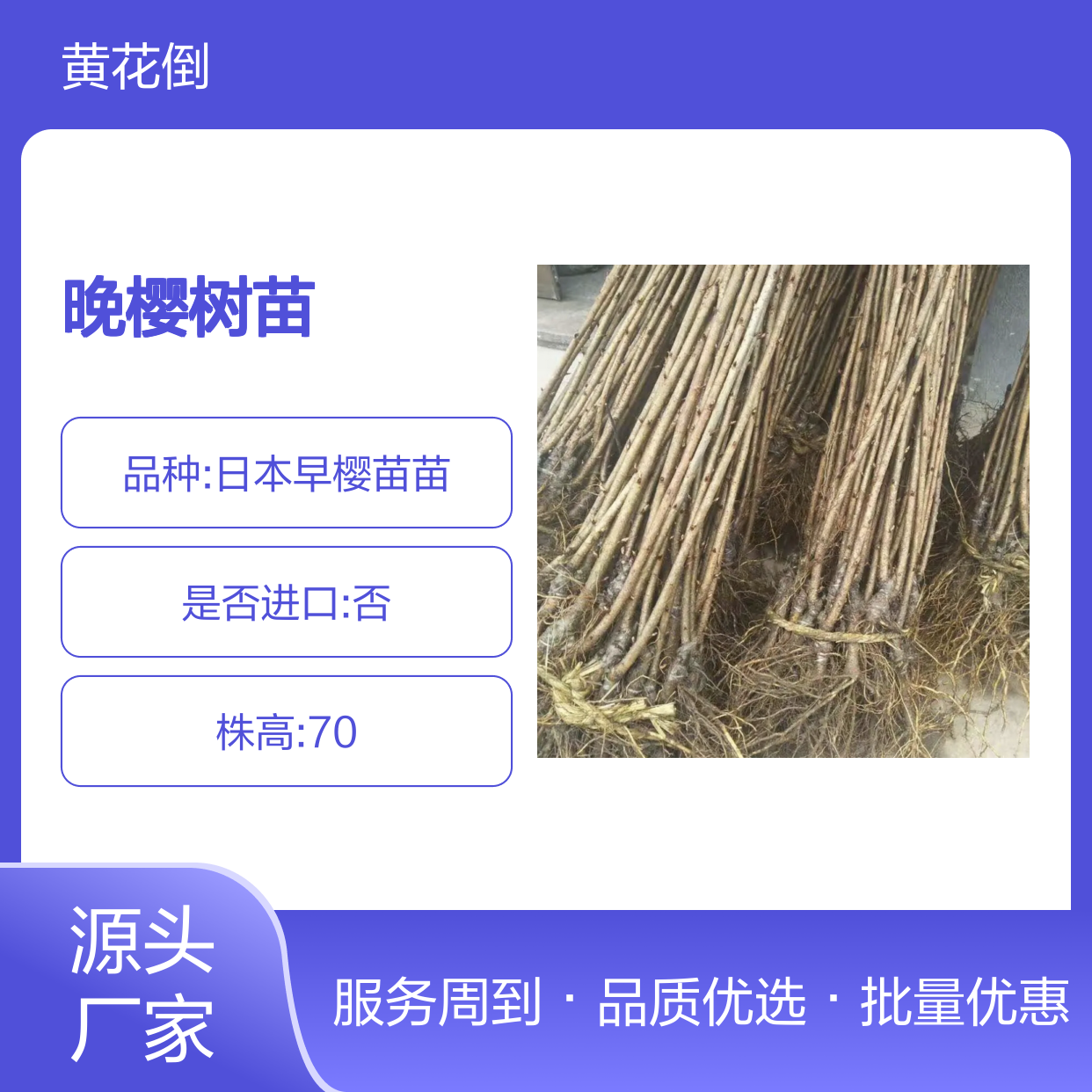 晚樱树苗 批发供应 园林优选 人气排名 主产区直