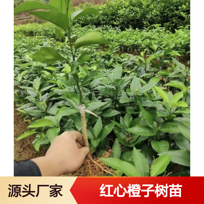 红心橙子树苗 批发基地直供 保证品质 移栽指导