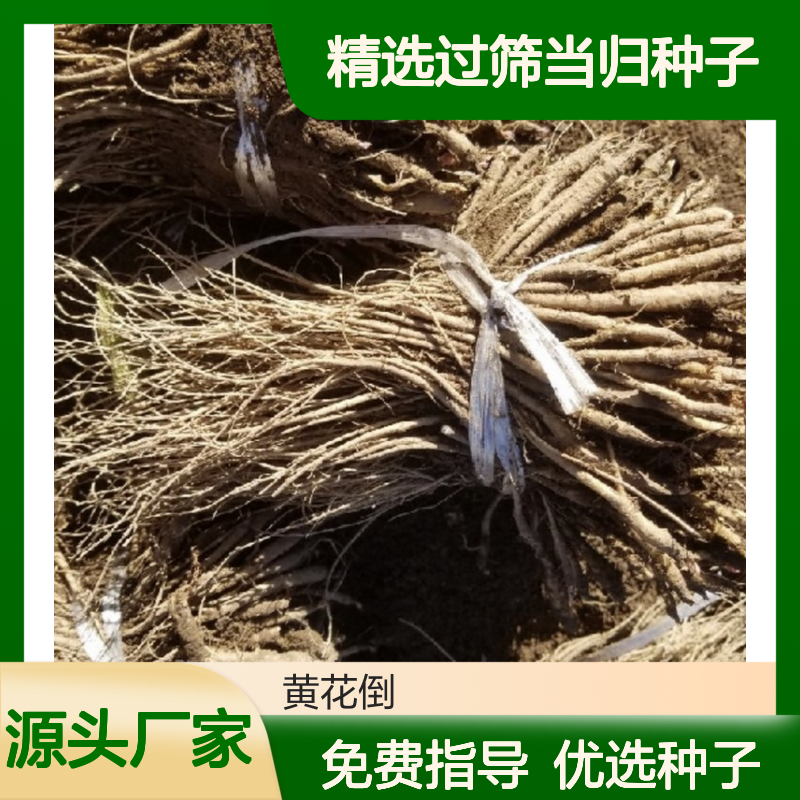 精选过筛当归种子 产地一手货源免费技术指导