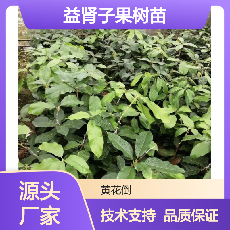 益肾子果树苗 嫁接优选品种 早产丰产 抗病虫害