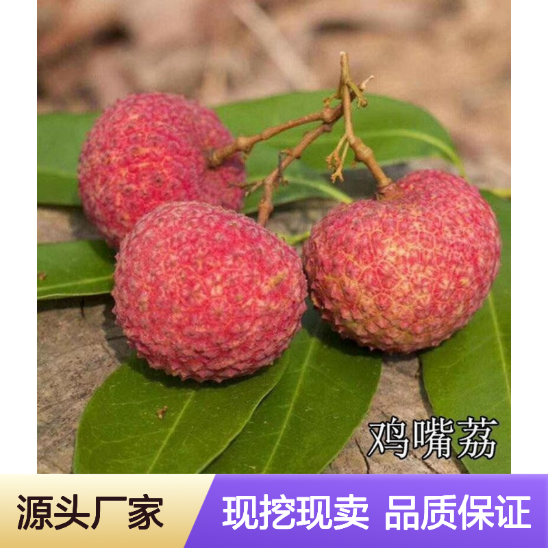 现挖现卖无籽荔枝直生树苗 苗圃产地直供品质保证种植技术分享