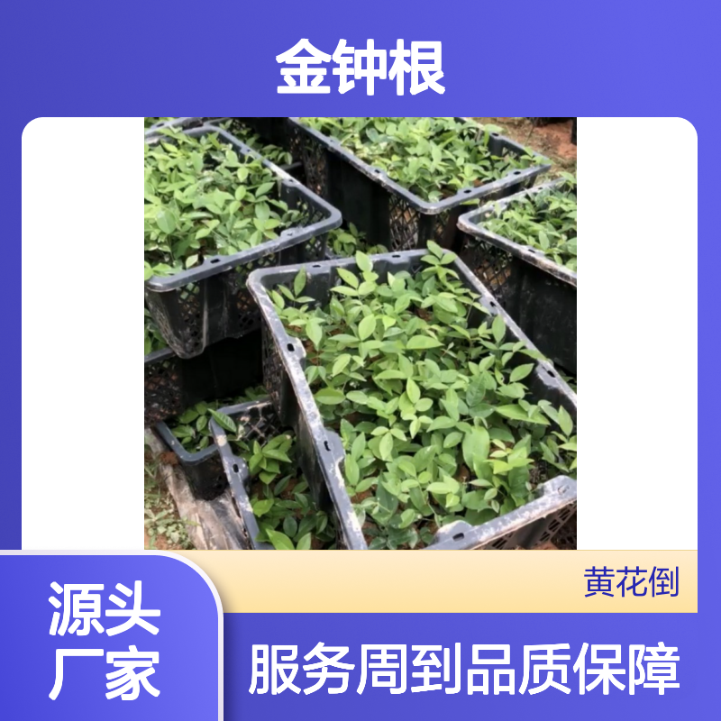 当年新收金钟根种子 基地直供批发 技术指导 科学管理