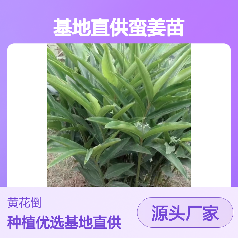 基地直供蛮姜苗 种植收益好荒山农田均可种植