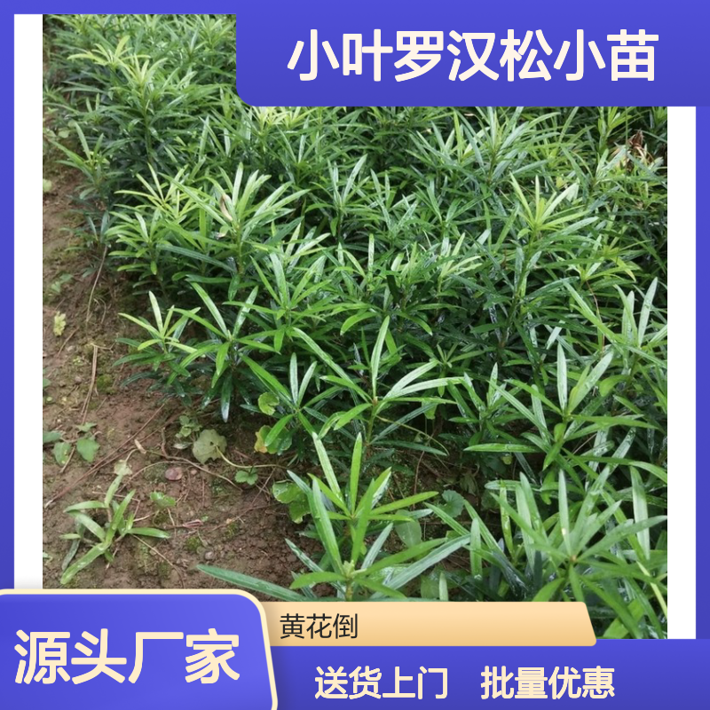 产地批发小叶罗汉松小苗 购买数量达到要求 全国专线车直达送货