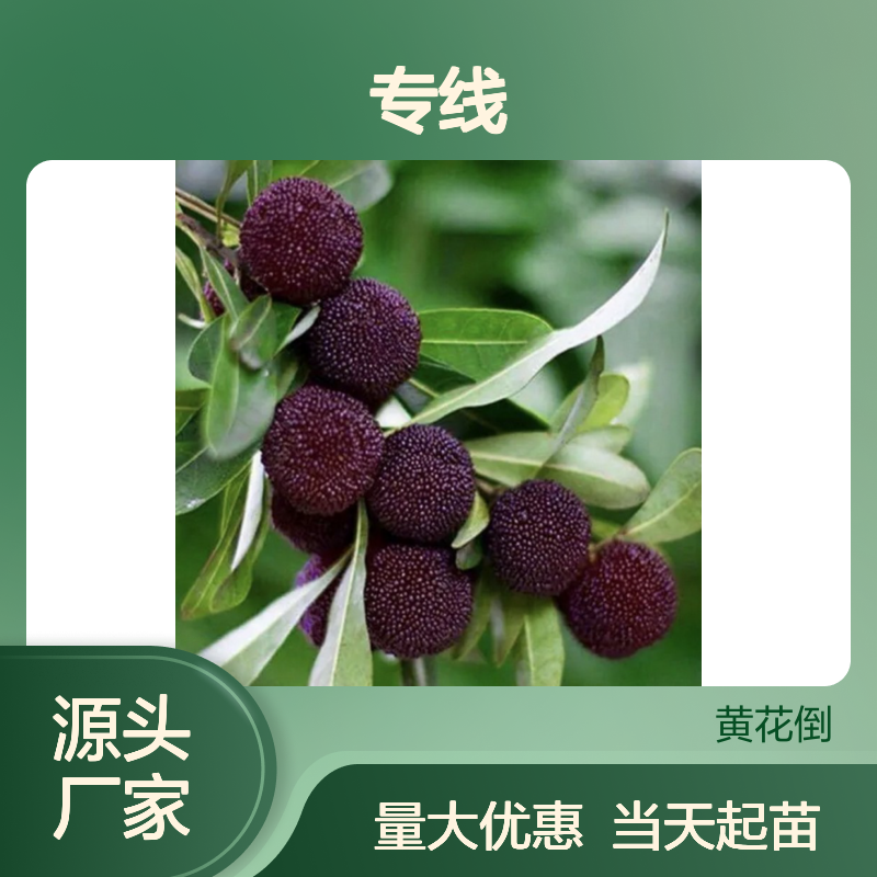 当天起苗当天发白杨梅直生苗 购买数量达到要求 全国专线车直达送货