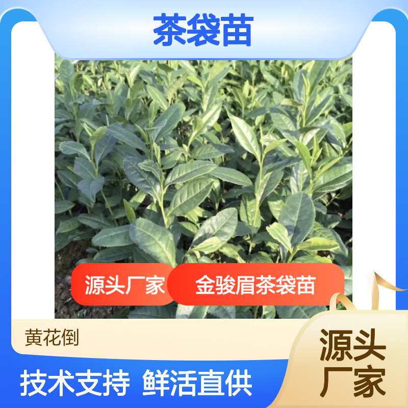金骏眉茶袋苗 鲜活直供 技术支持 现挖现卖 专业培育