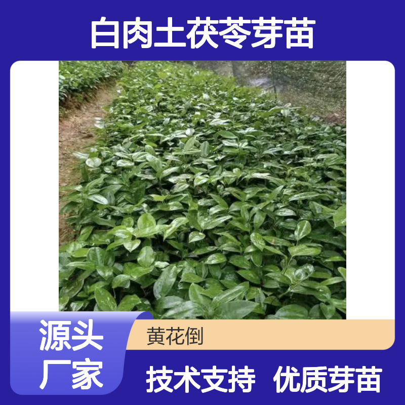 常年基地供应白肉土茯苓芽苗 全程技术指导 十几年苗木培育经验