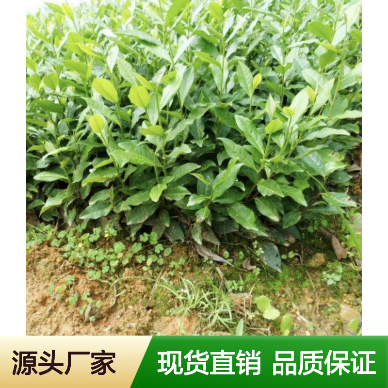 黄观音茶袋苗 苗木培育合作社直供 品质优良 香气浓烈