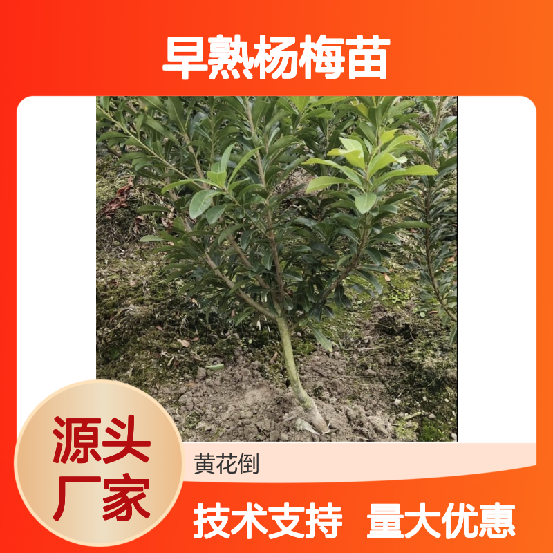 早熟杨梅苗芽苗 现挖现卖包技术 树势强壮 果实质优