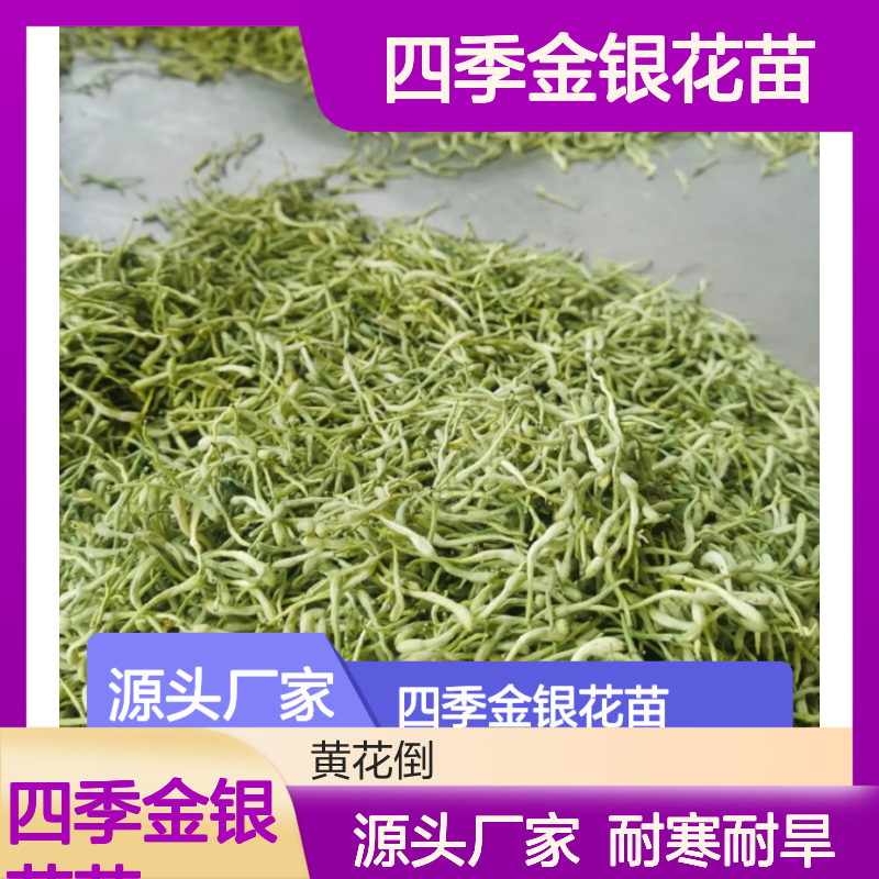 四季金银花苗 种植简单 适应性强 固土保水 耐寒耐旱