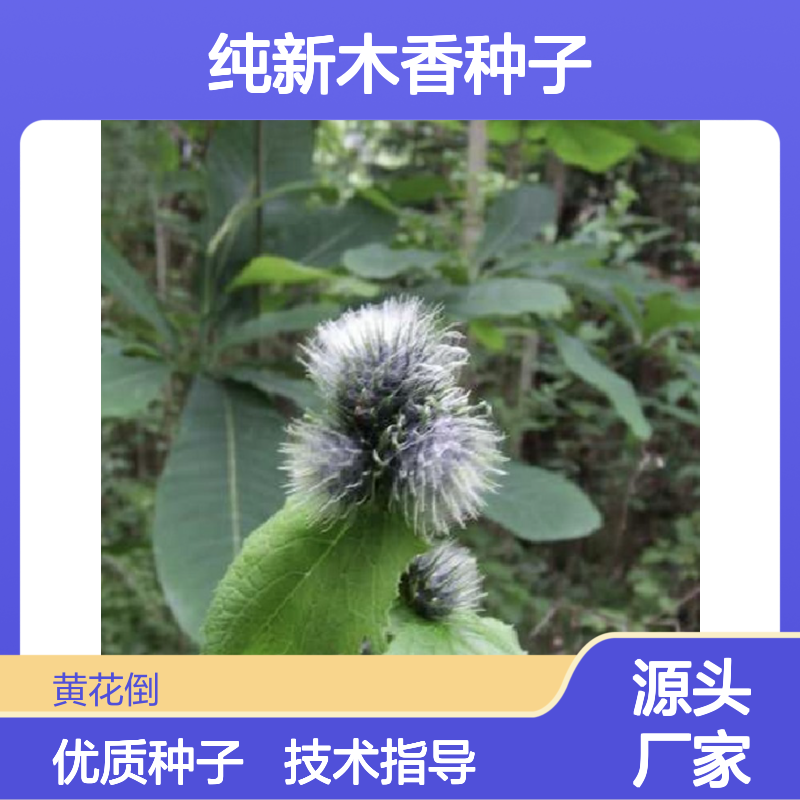 当年纯新木香种子 苗木合作社自营免费技术指导