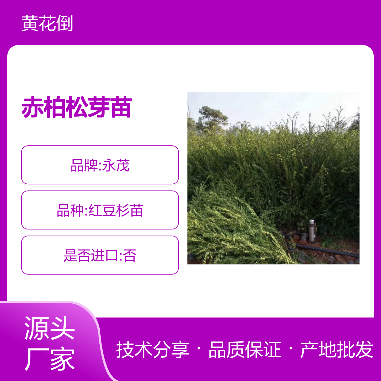 产地批发赤柏松芽苗 苗圃产地直供品质保证种植技术分享