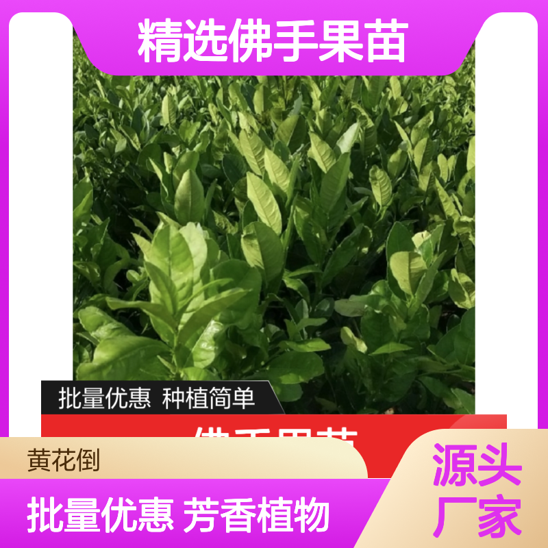 精选佛手果苗 批发供应 挂果长久观赏性强 芳香四溢