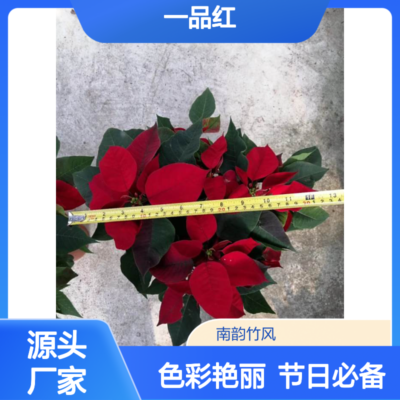 圣诞红 一品红 节日庆典绿植花卉场地布置 春节年宵花卉盆栽