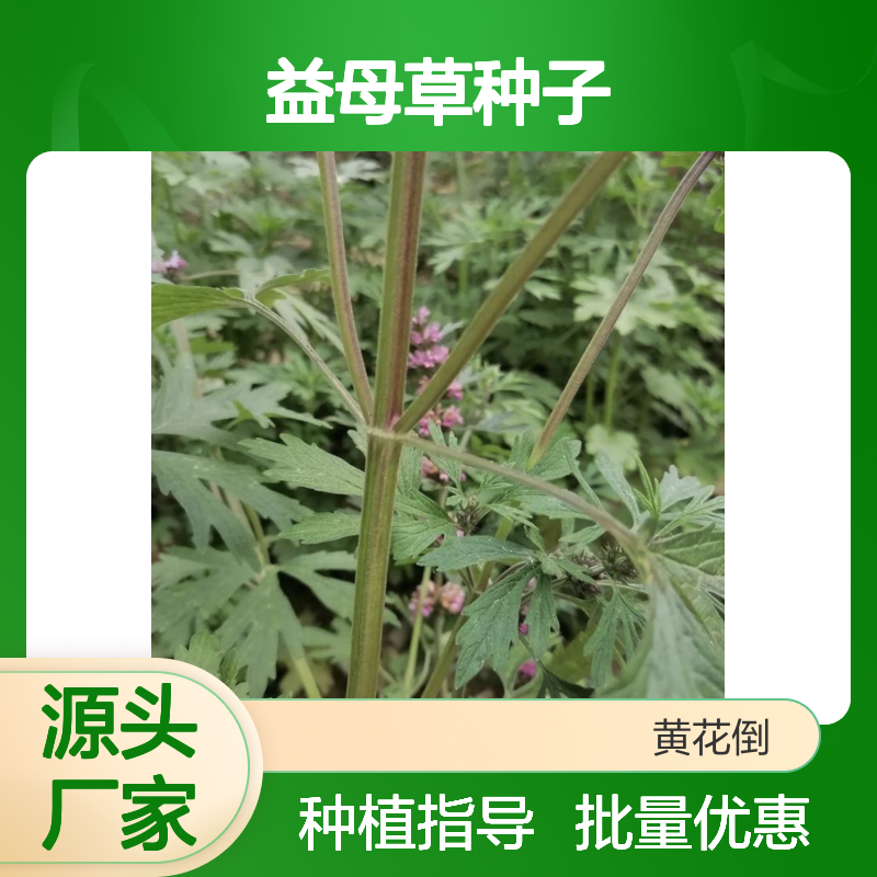 益母草种子 草本植物 基地直供 品质保证 适应性强