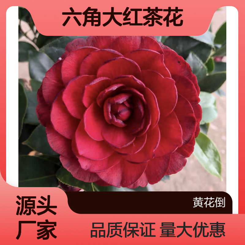 六角大红茶花苗 百亩种植基地直供 成活率高 叶色浓绿