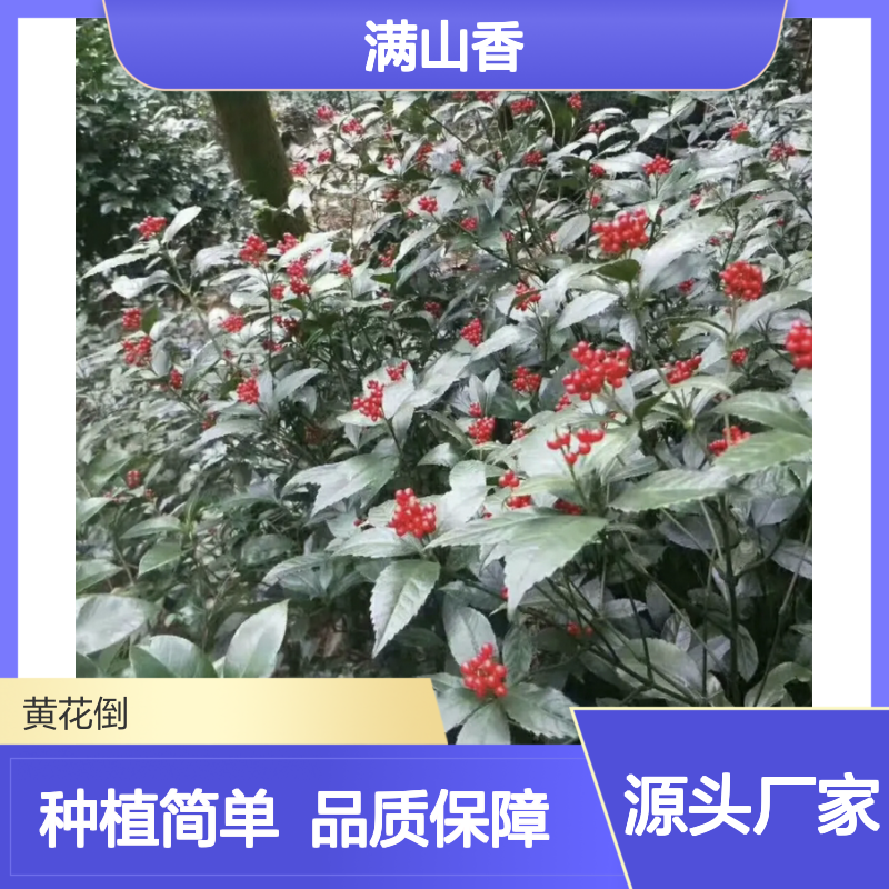 满山香种苗 批发常绿灌木草珊瑚 观赏价值 适应性强