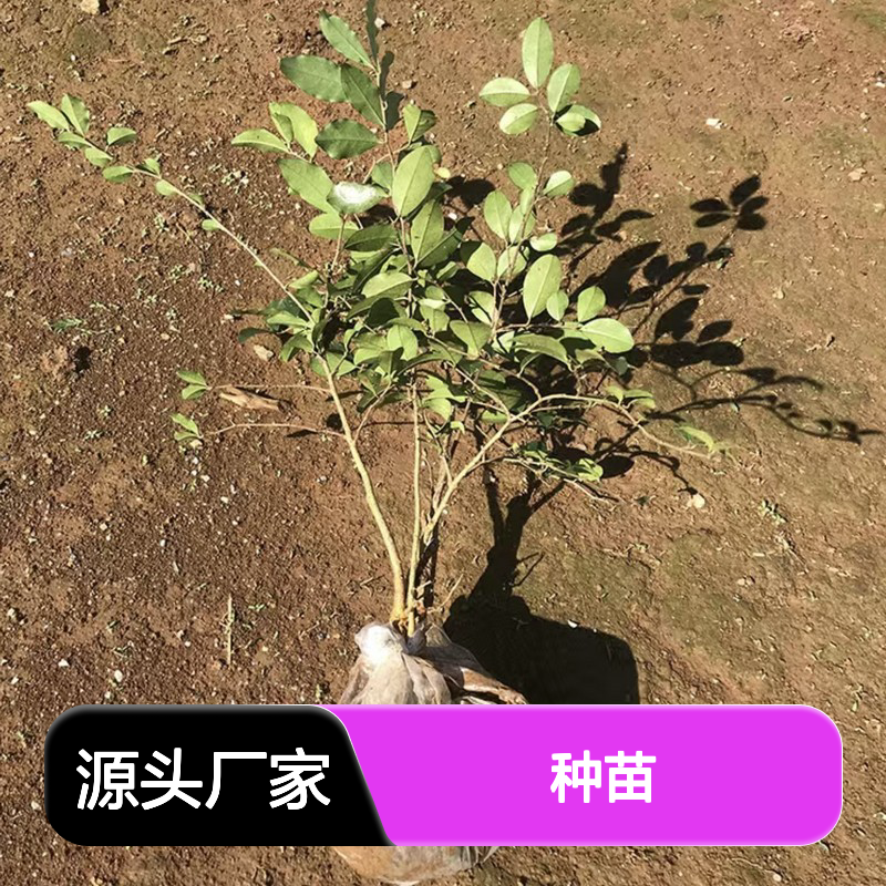 基地直供拉牛入石种苗 多年生根系发达成活高规格齐全