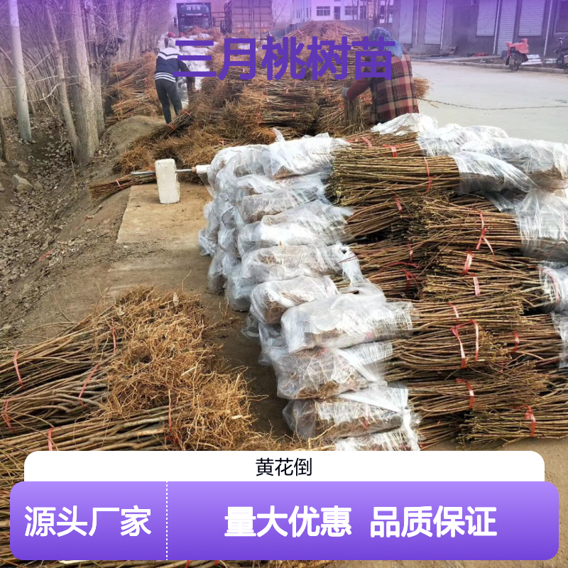 三月桃树苗 桃树故乡血桃品种 耐旱抗寒 果肉鲜美